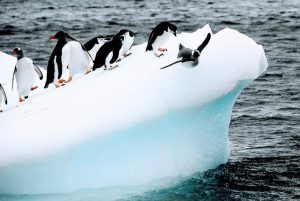 Penguins Birds Iceberg Ice Cold 