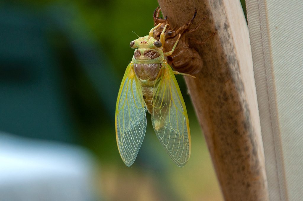 Cicada Moult Insects Metamorphosis  - Πασκαλ / Pixabay